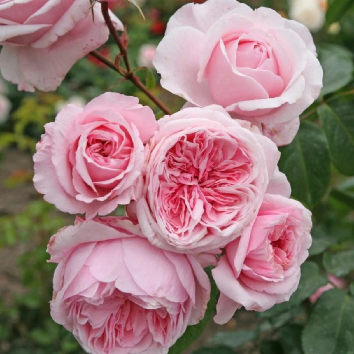 trandafiri cataratori 1817