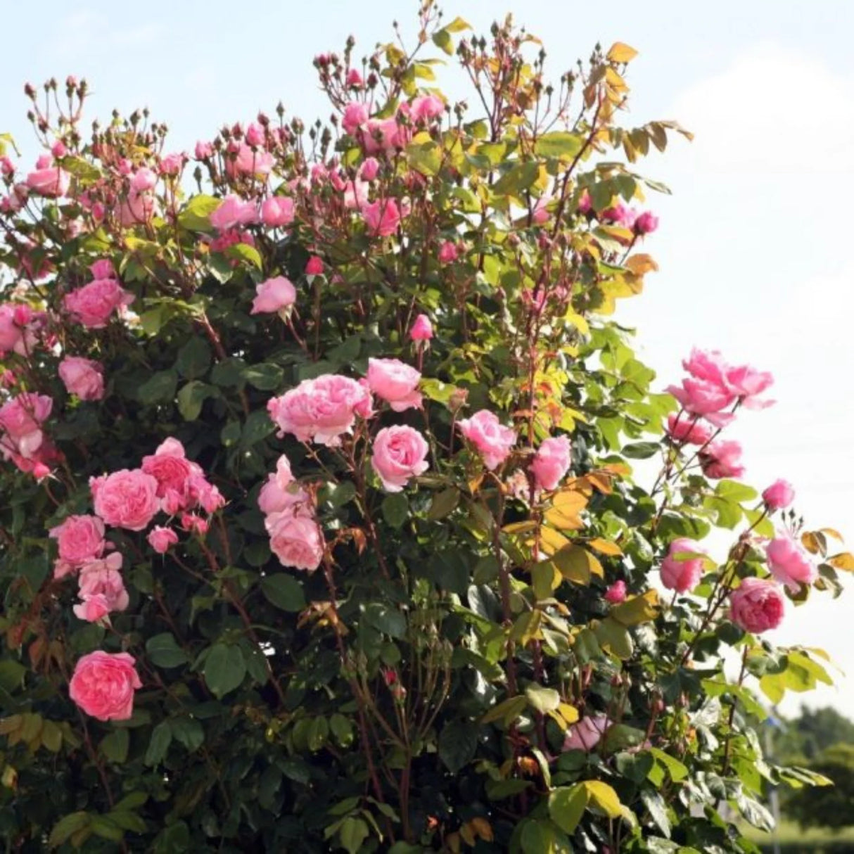 trandafiri cataratori 1818