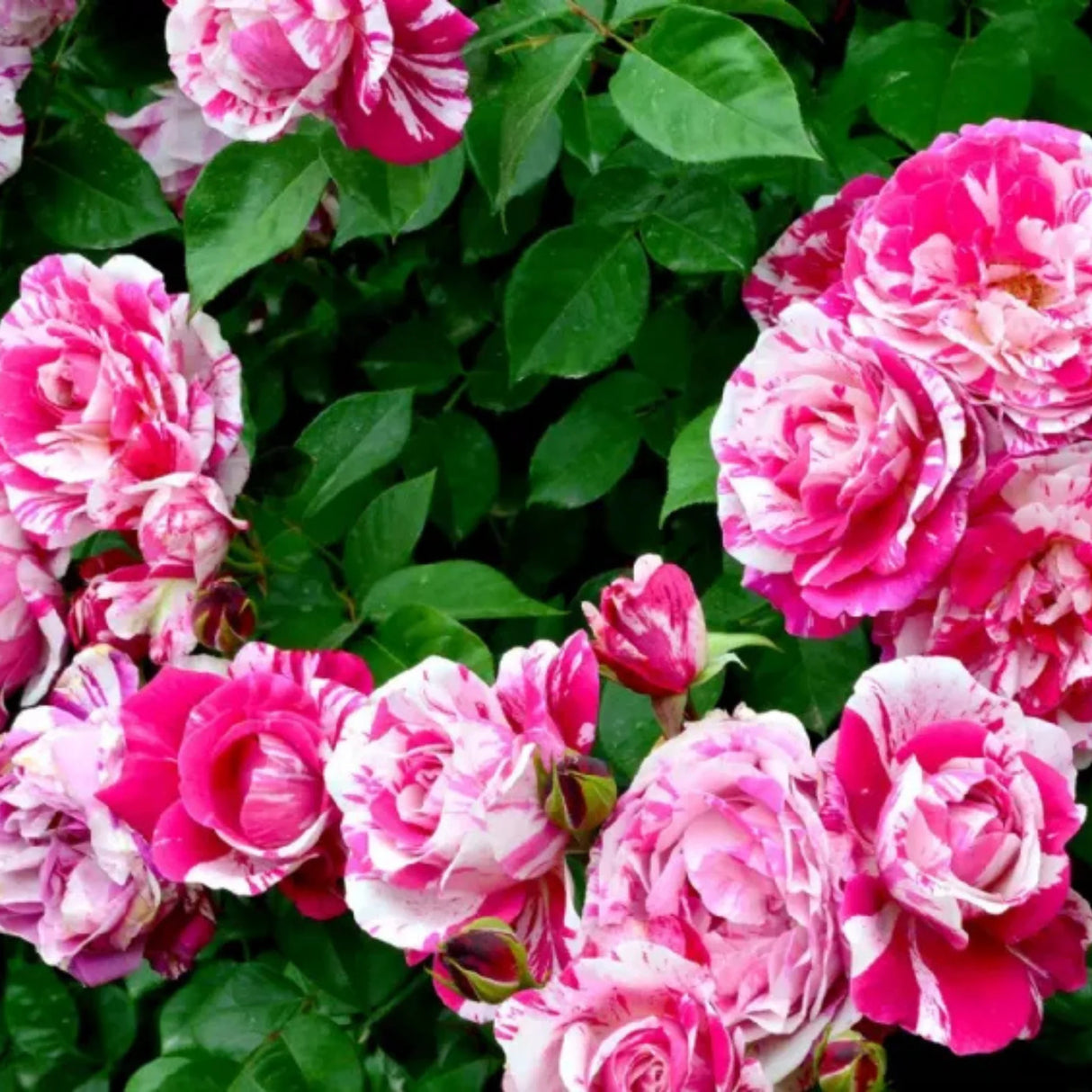 trandafiri cataratori 1830