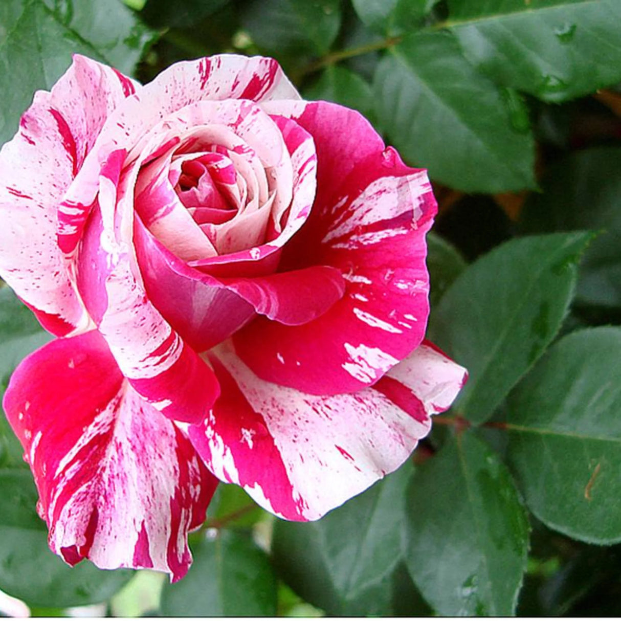 trandafiri cataratori 1831