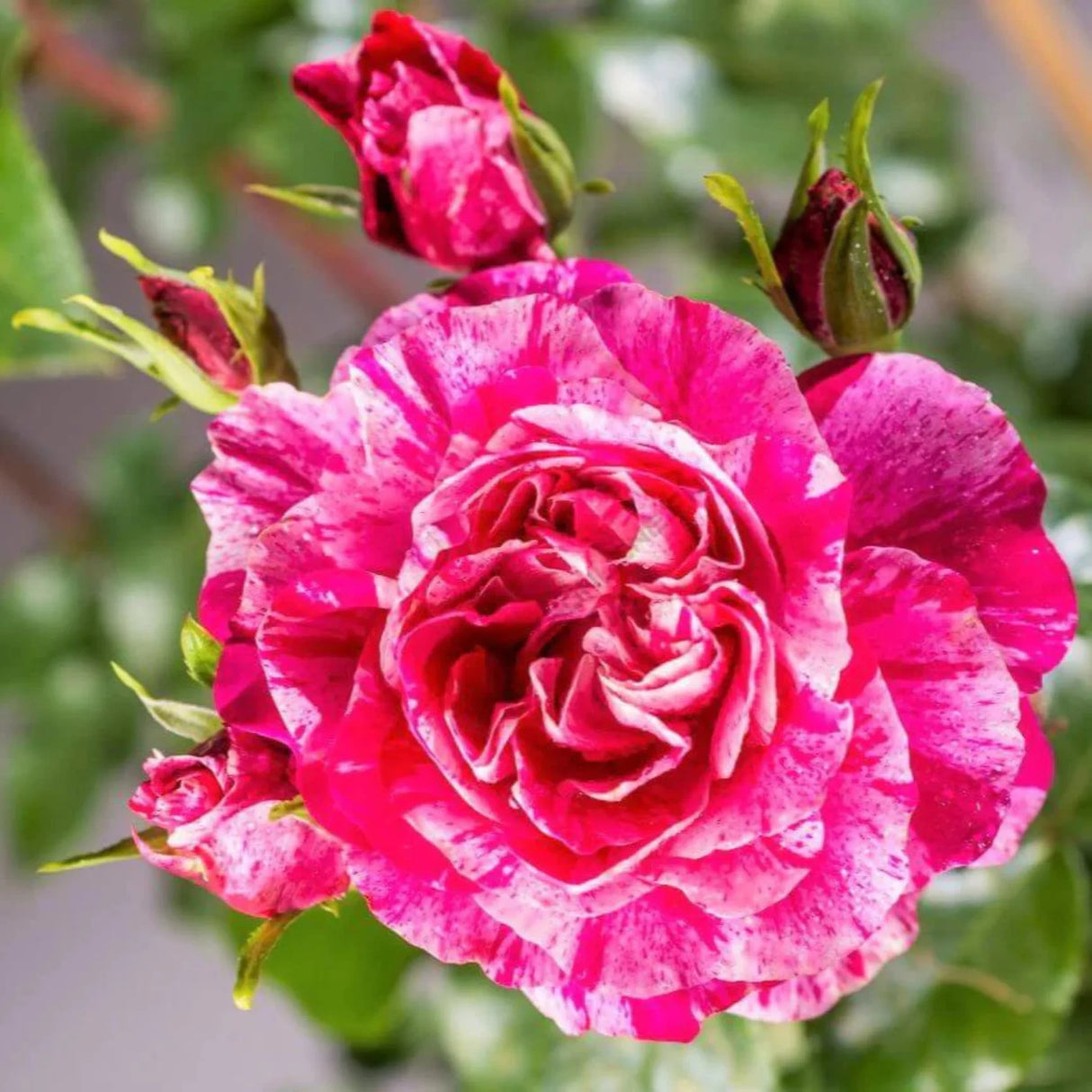 trandafiri cataratori 1833