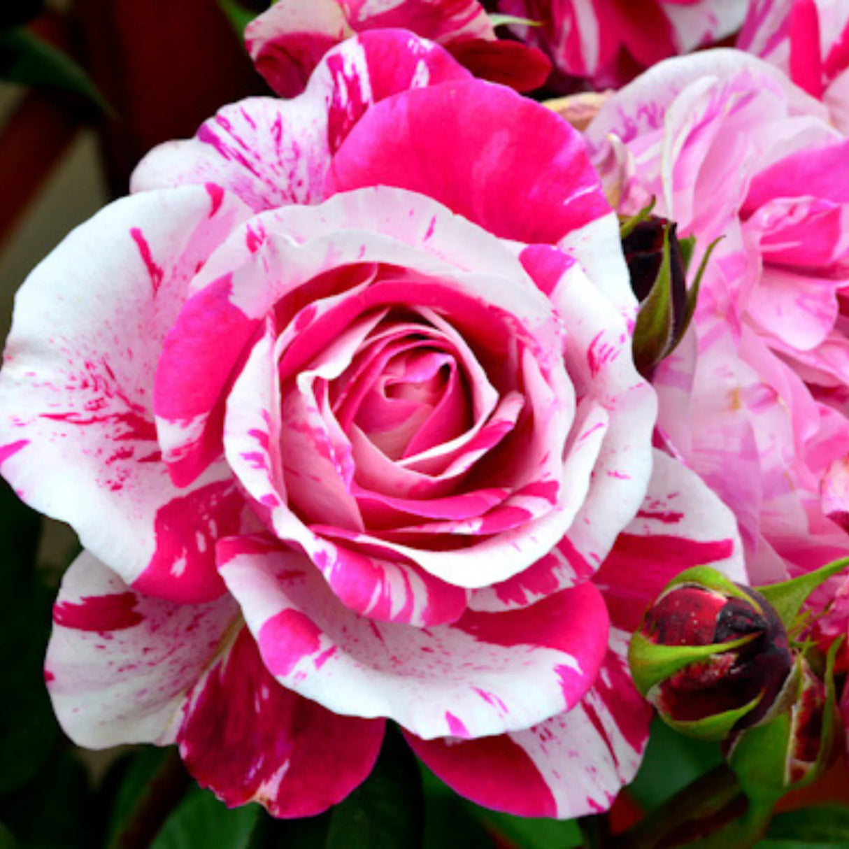 trandafiri cataratori 1835