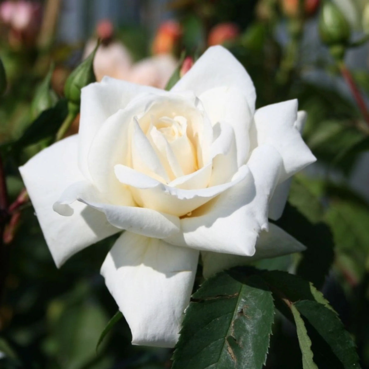 trandafiri cataratori 1837