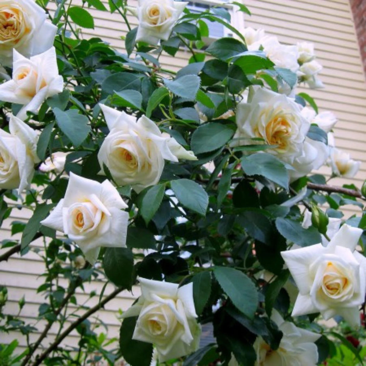 trandafiri cataratori 1838