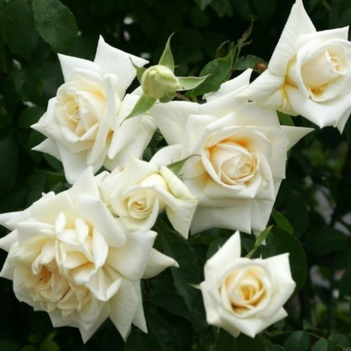 trandafiri cataratori 1839