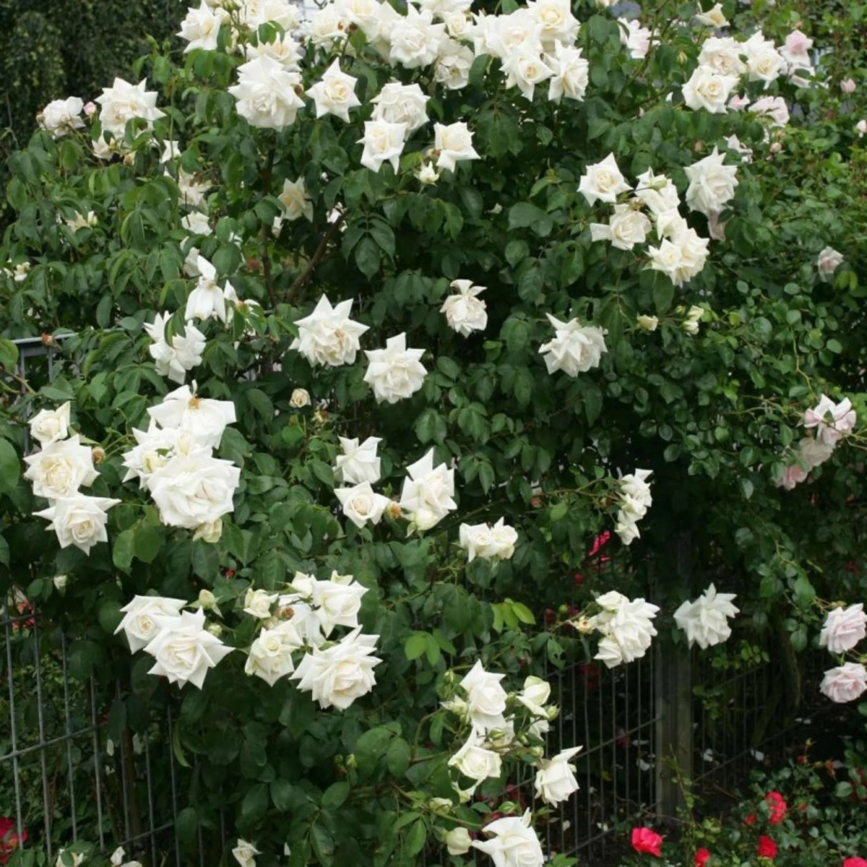 trandafiri cataratori 1840