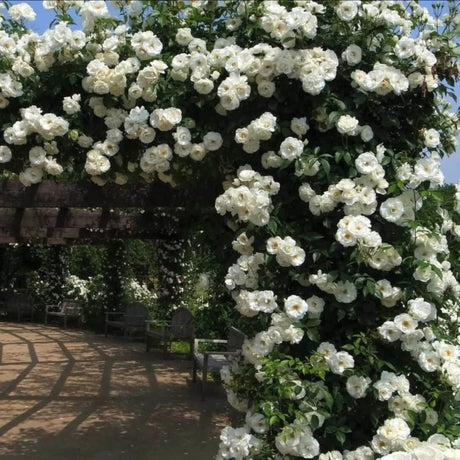 trandafiri cataratori  1841