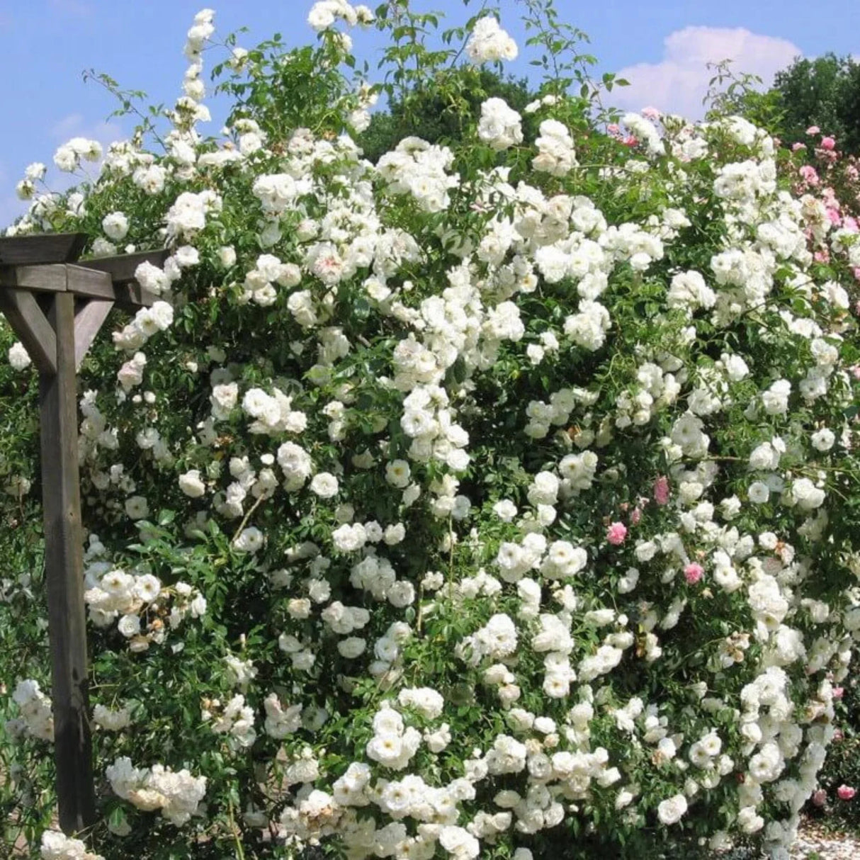 trandafiri cataratori 1842