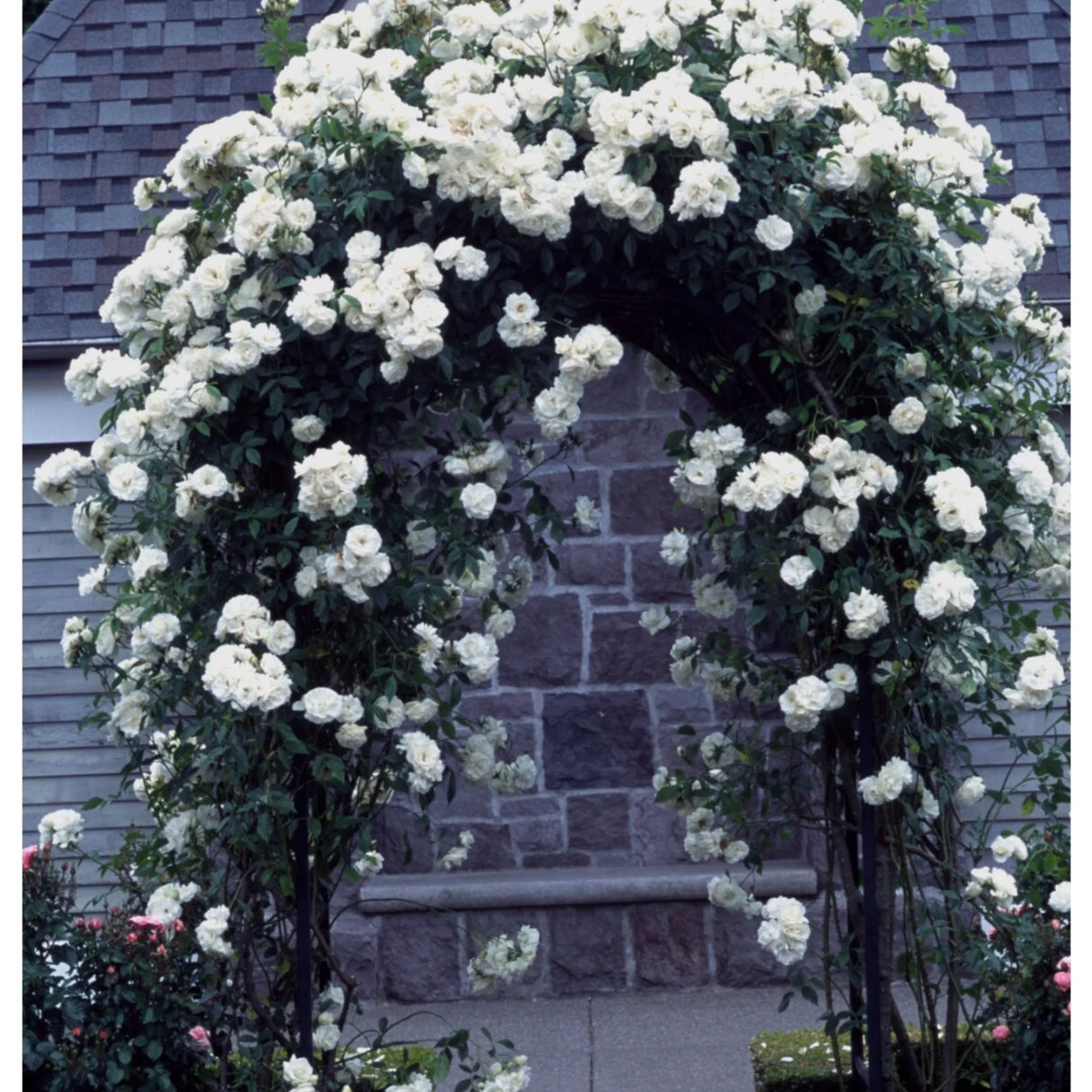 trandafiri cataratori 1843