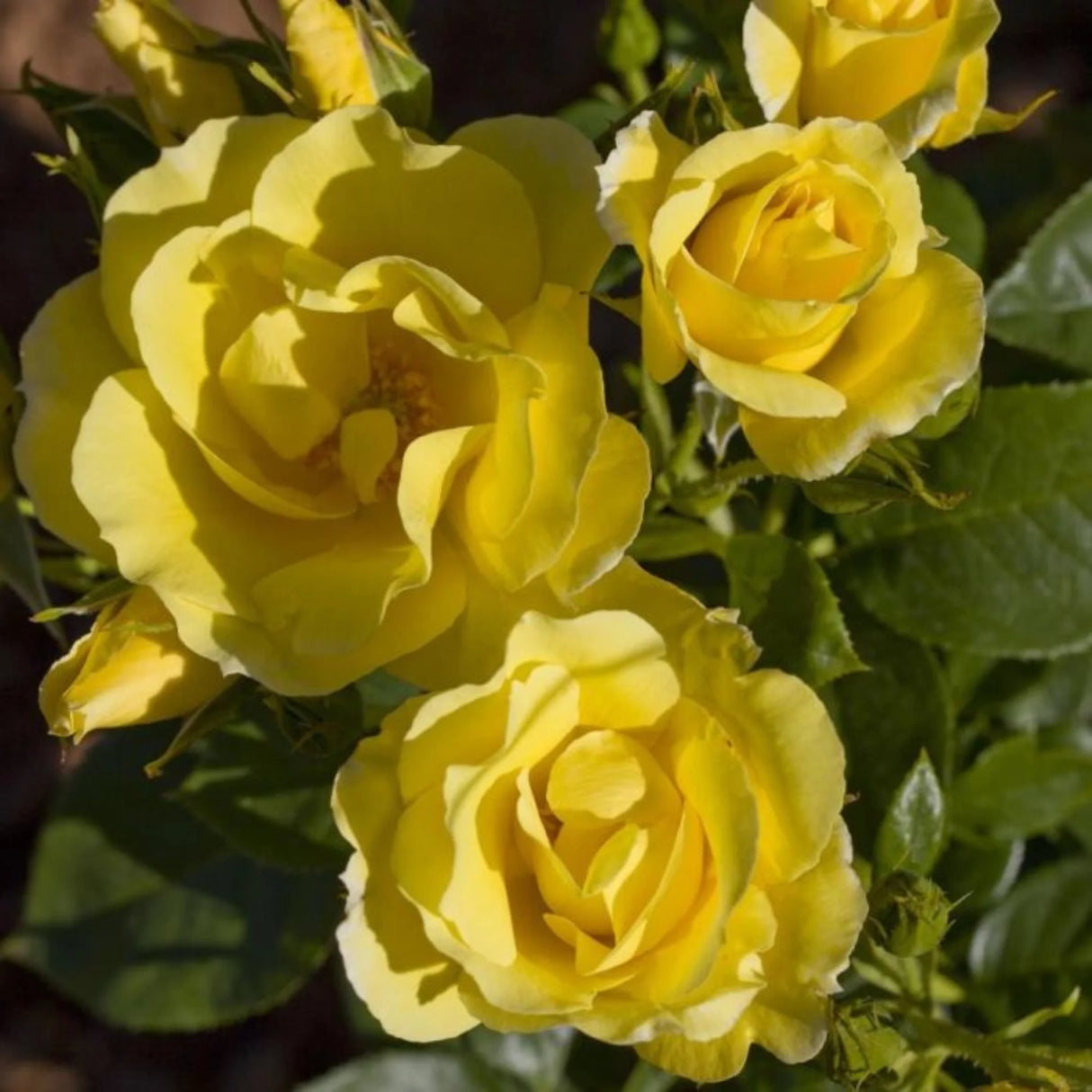 trandafiri cataratori 1847