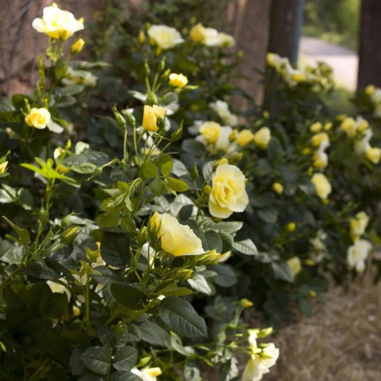 trandafiri cataratori 1848