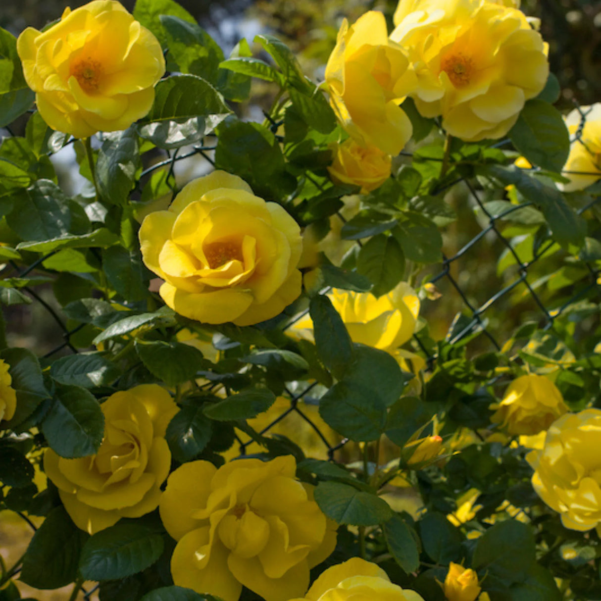 trandafiri cataratori 1849