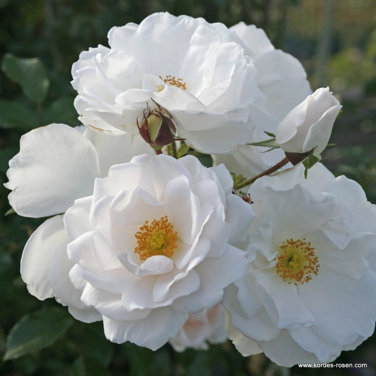 trandafiri cataratori 1853