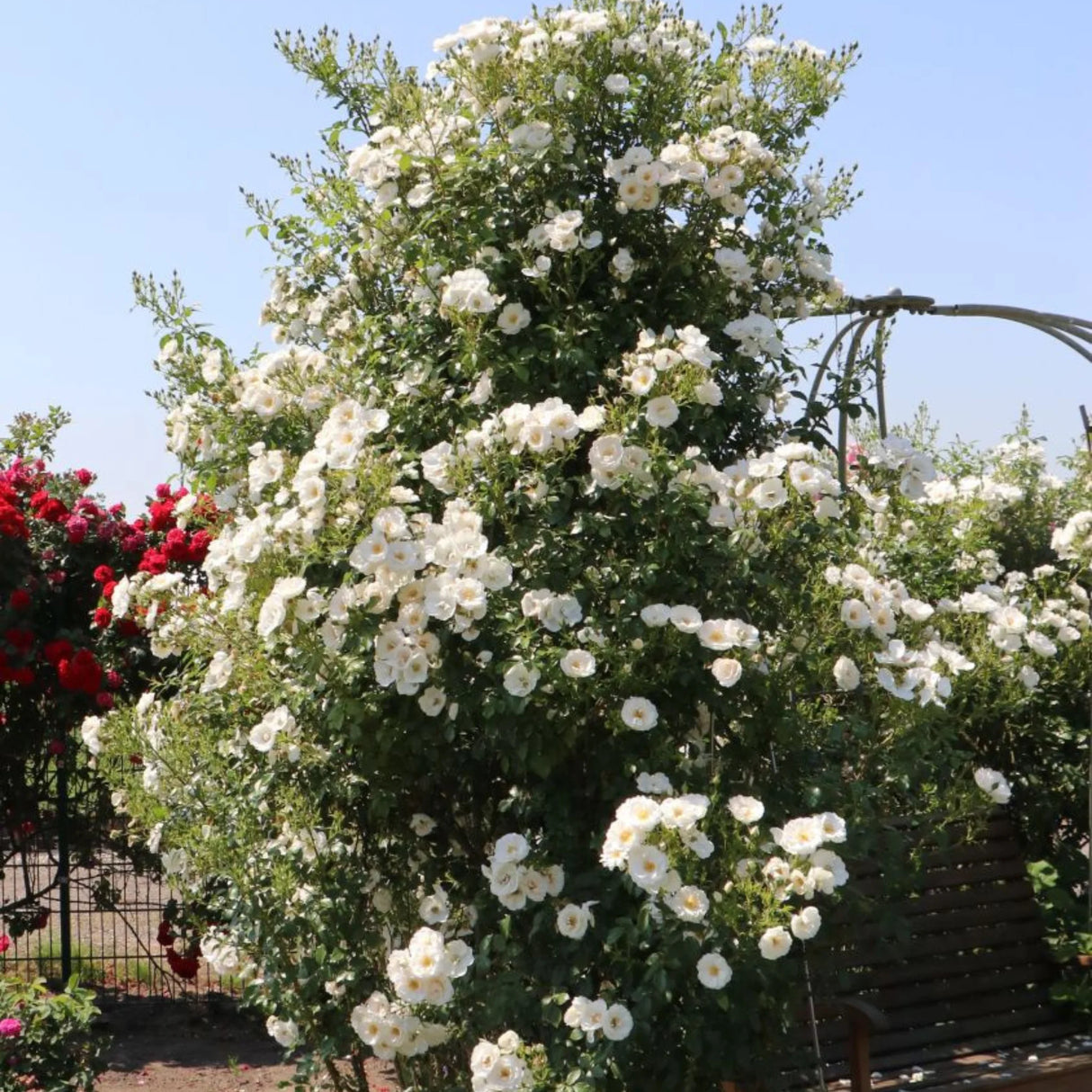 trandafiri cataratori 1855