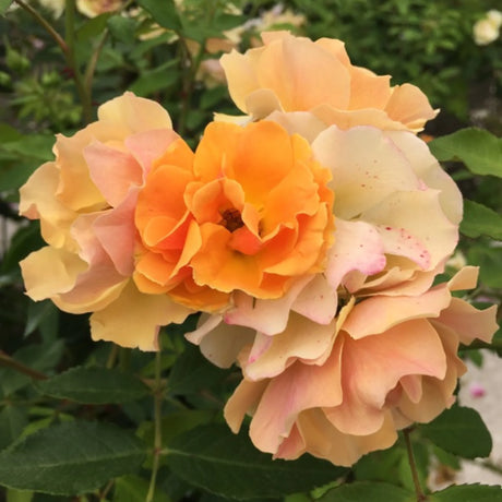 trandafiri cataratori  1867