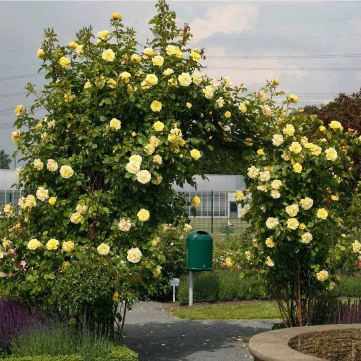 trandafiri cataratori 1870