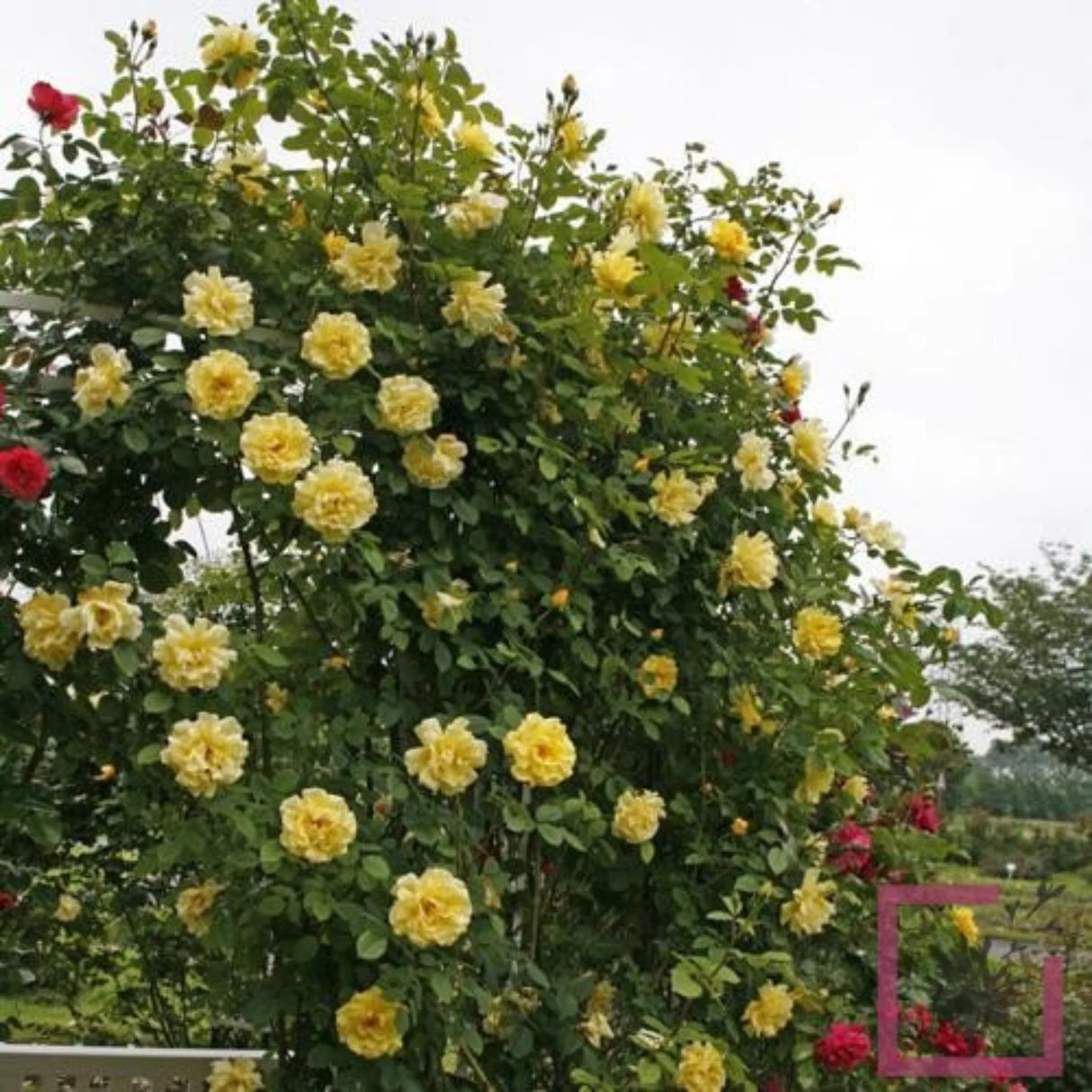 trandafiri cataratori 1872