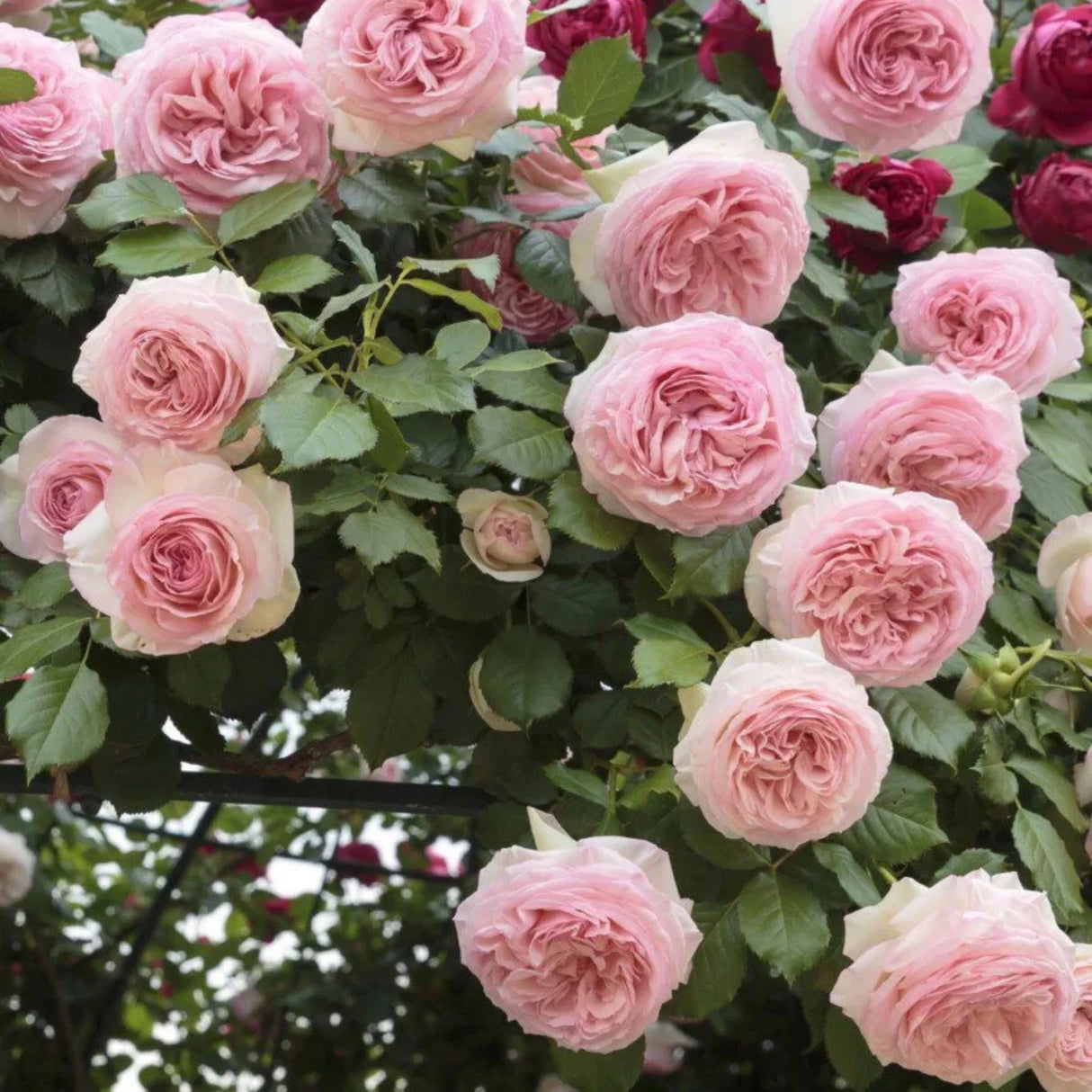 trandafiri cataratori 1877