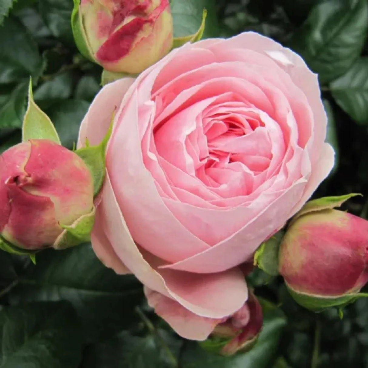 trandafiri cataratori 1878