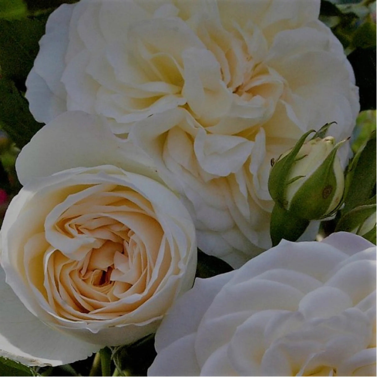 trandafiri cataratori 1882