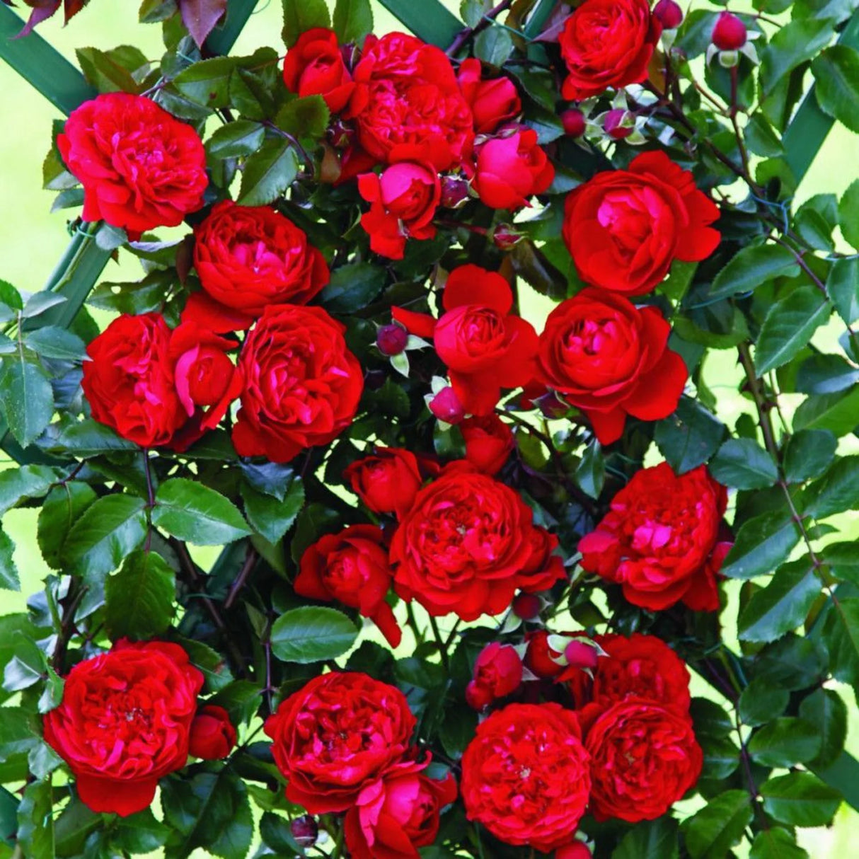 trandafiri cataratori 1883