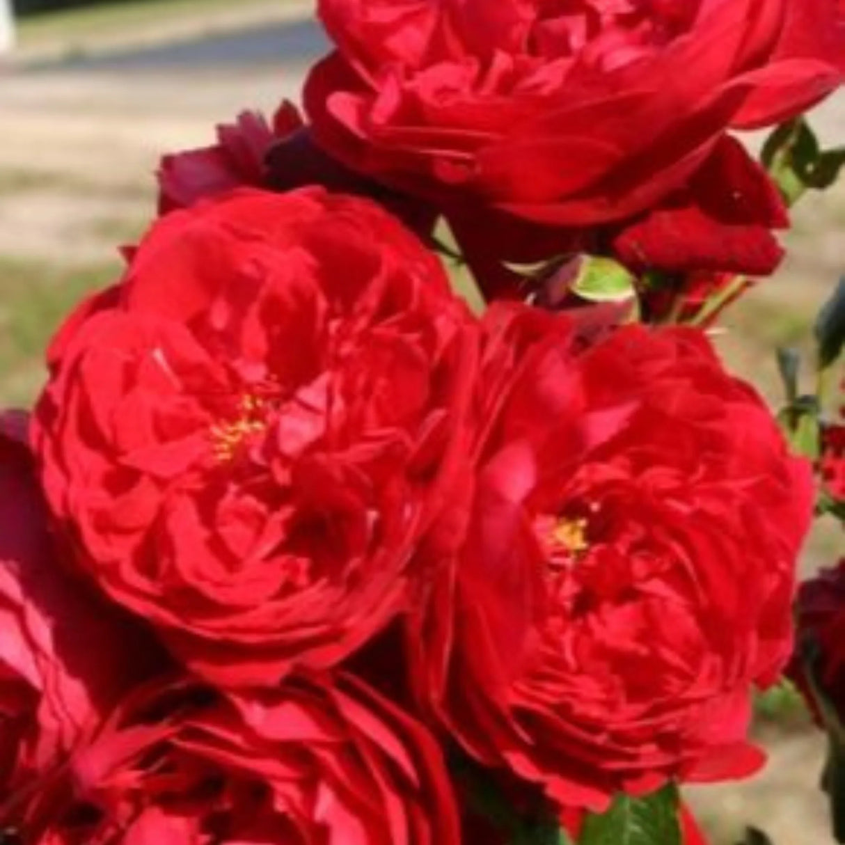 trandafiri cataratori 1884