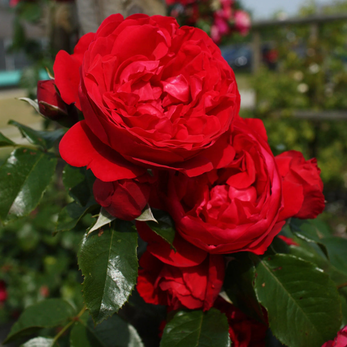 trandafiri cataratori 1885