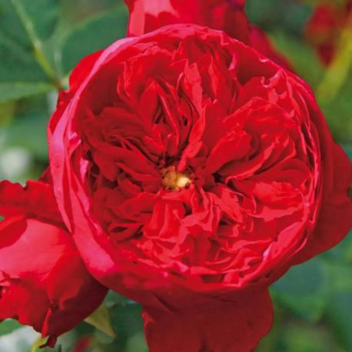 trandafiri cataratori 1886