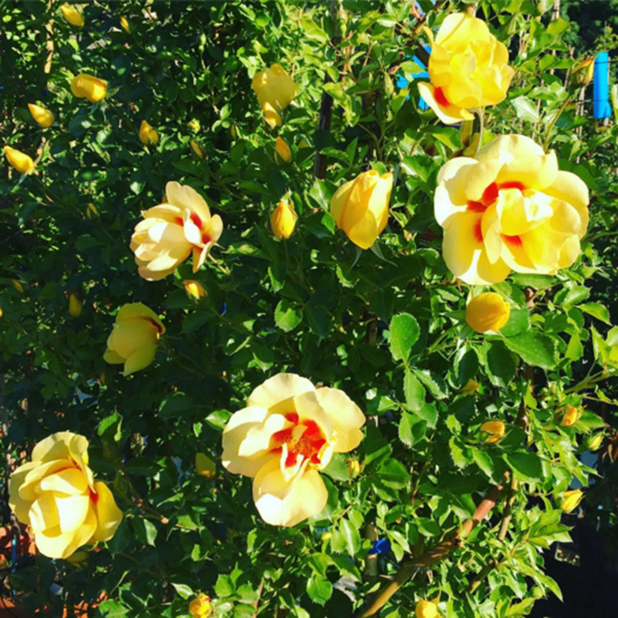 trandafiri cataratori 1889