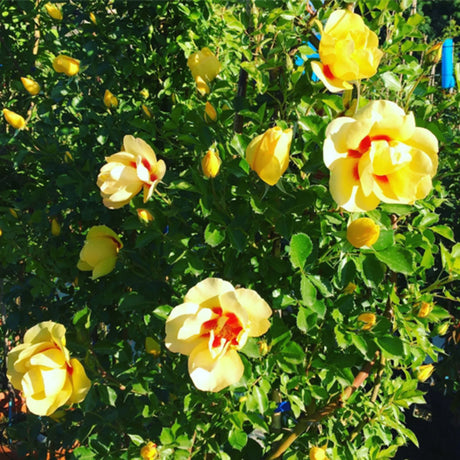 trandafiri cataratori  1889