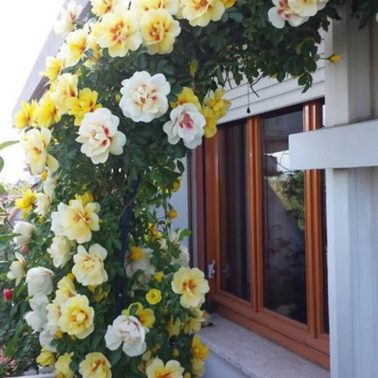 trandafiri cataratori 1890