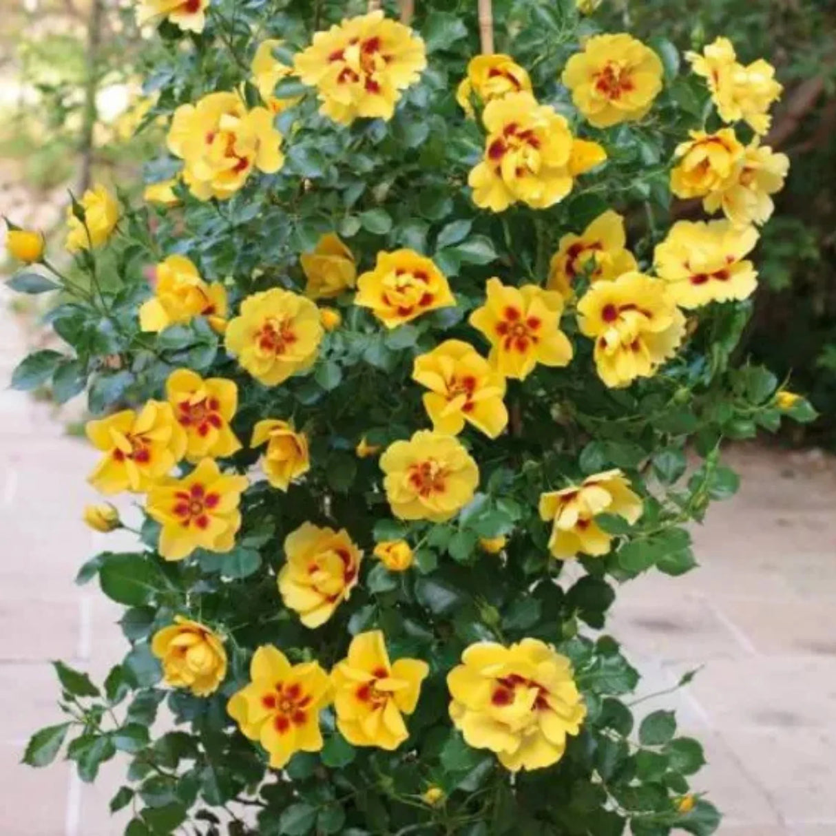 trandafiri cataratori 1891