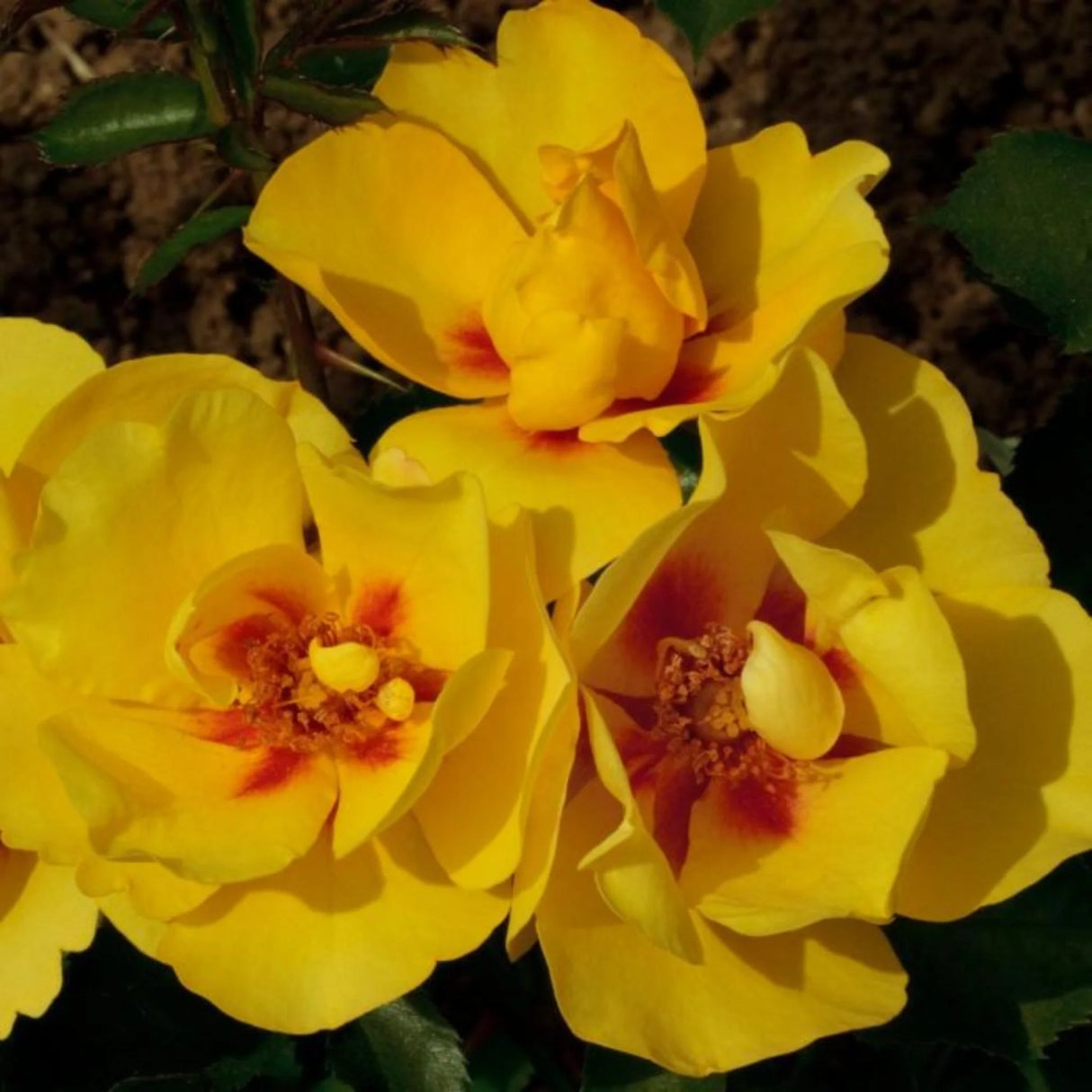 trandafiri cataratori 1893