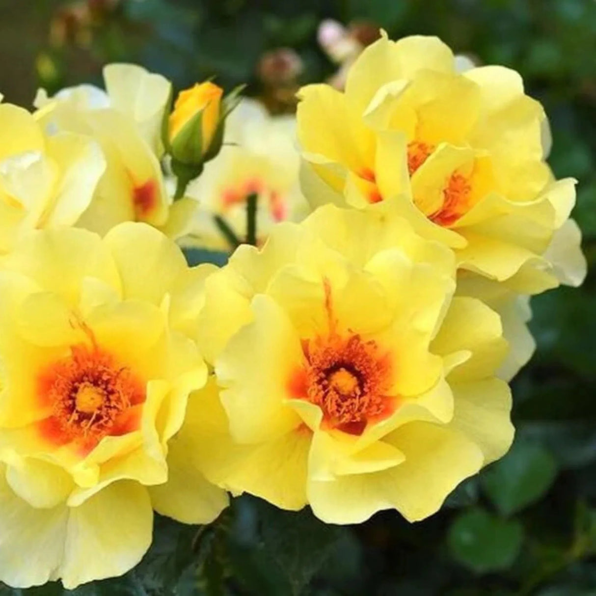 trandafiri cataratori 1894