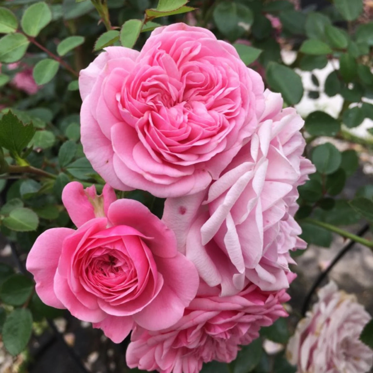 trandafiri cataratori 1896