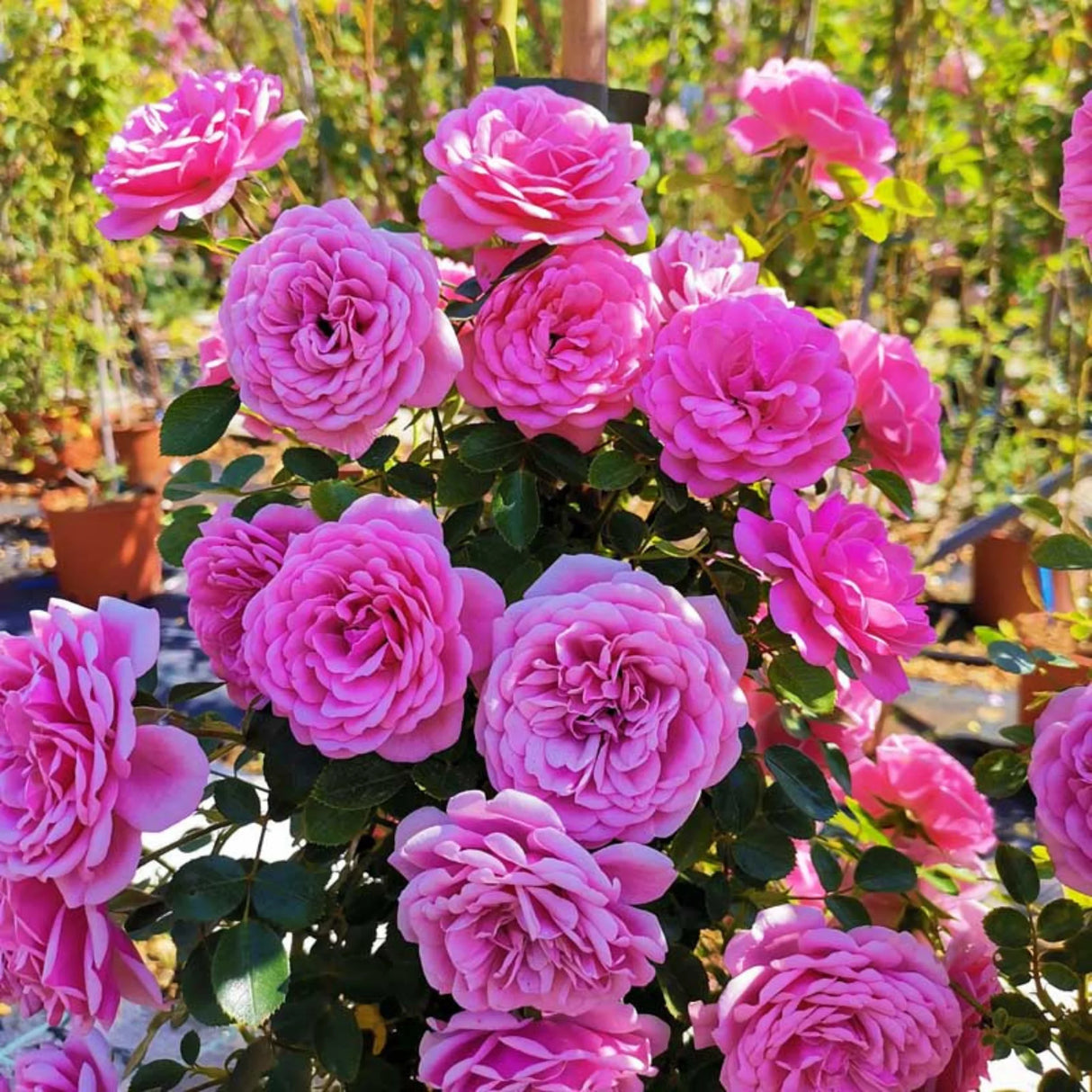 trandafiri cataratori 1897