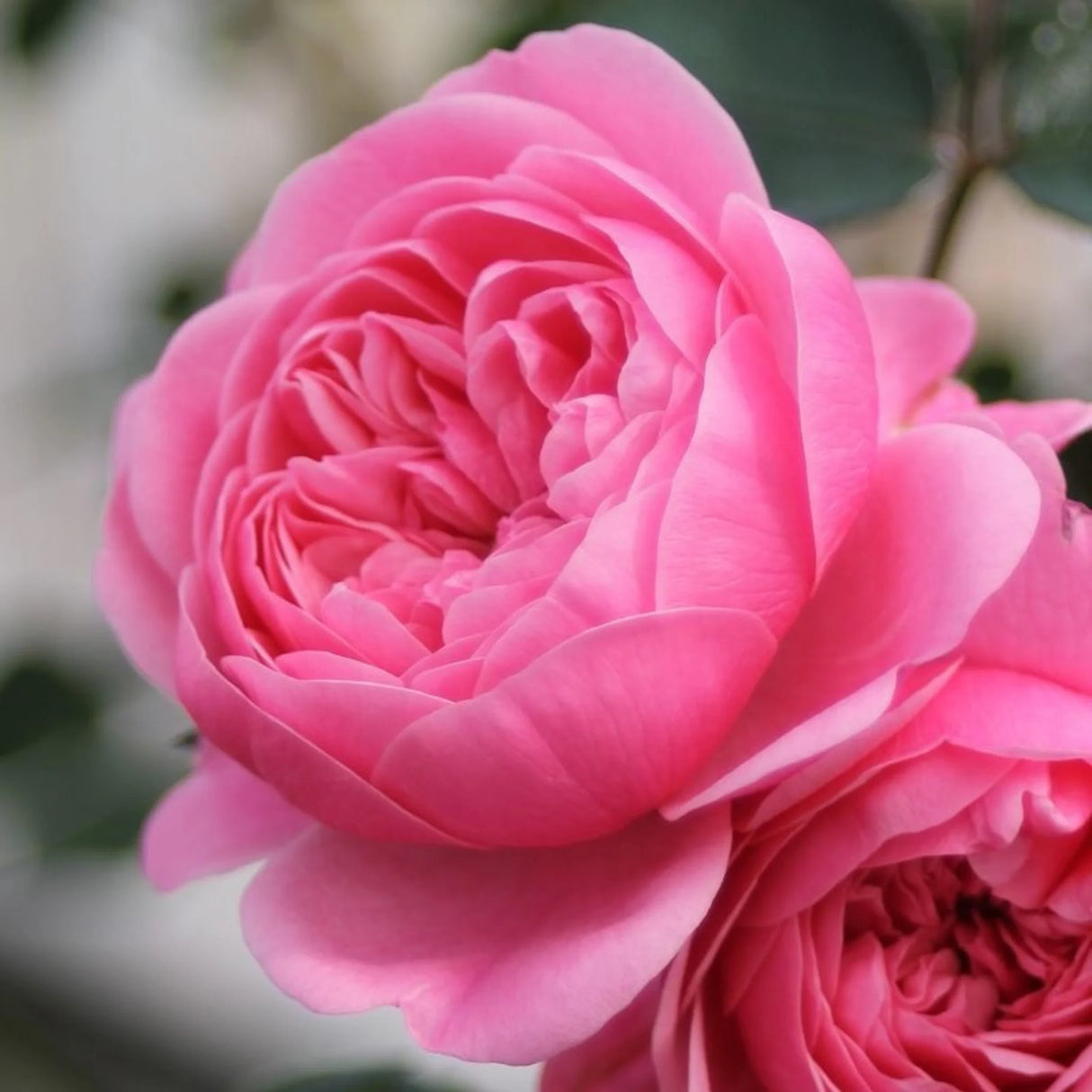 trandafiri cataratori 1898