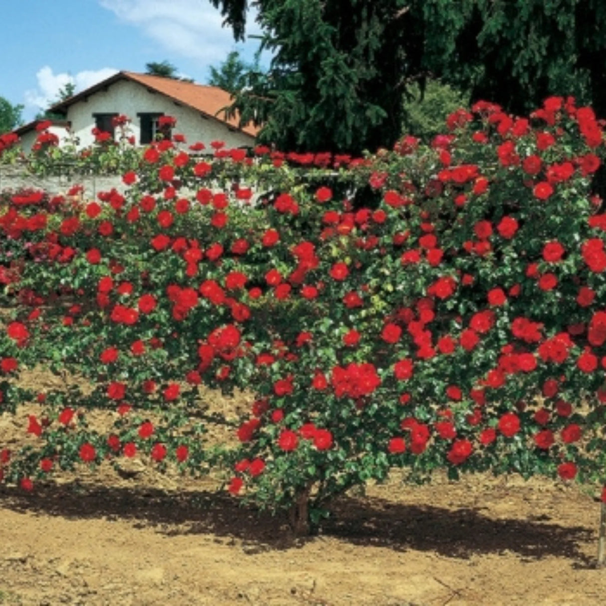 trandafiri cataratori 1900