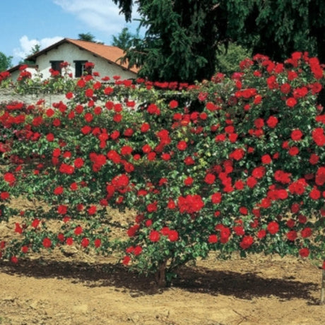 trandafiri cataratori  1900