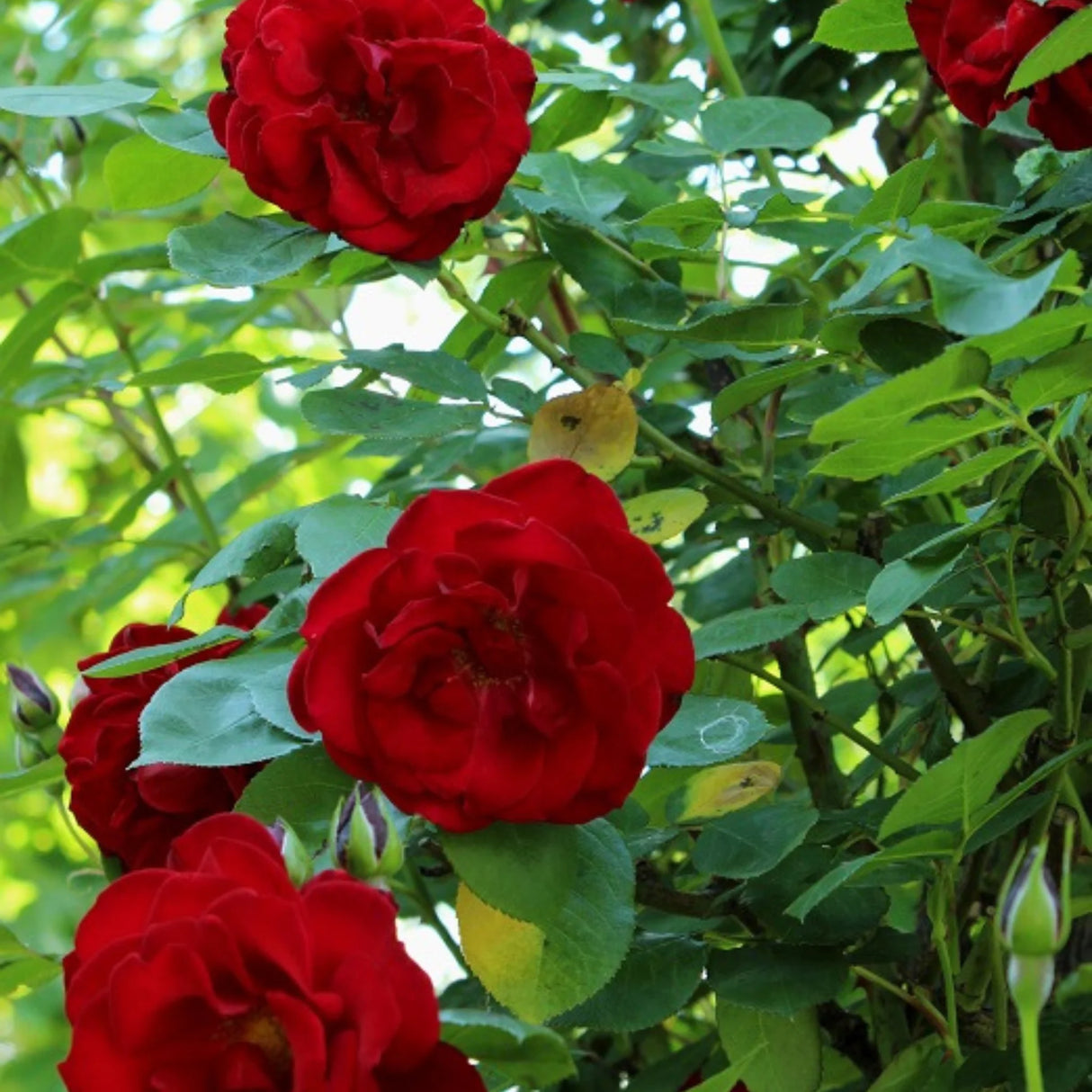 trandafiri cataratori 1901