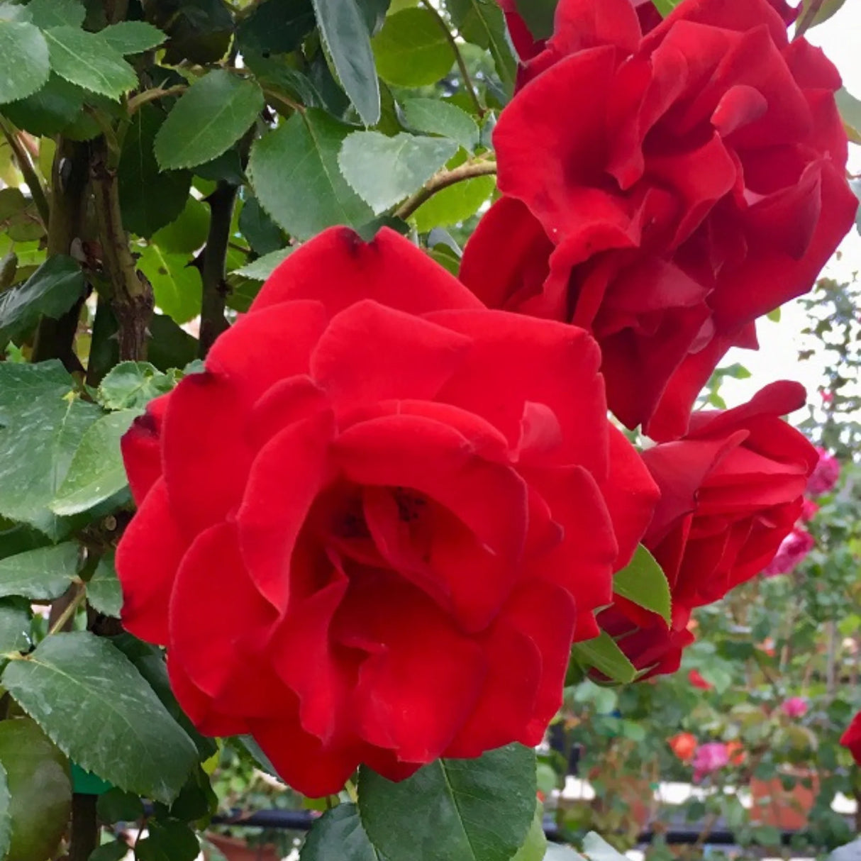 trandafiri cataratori 1902