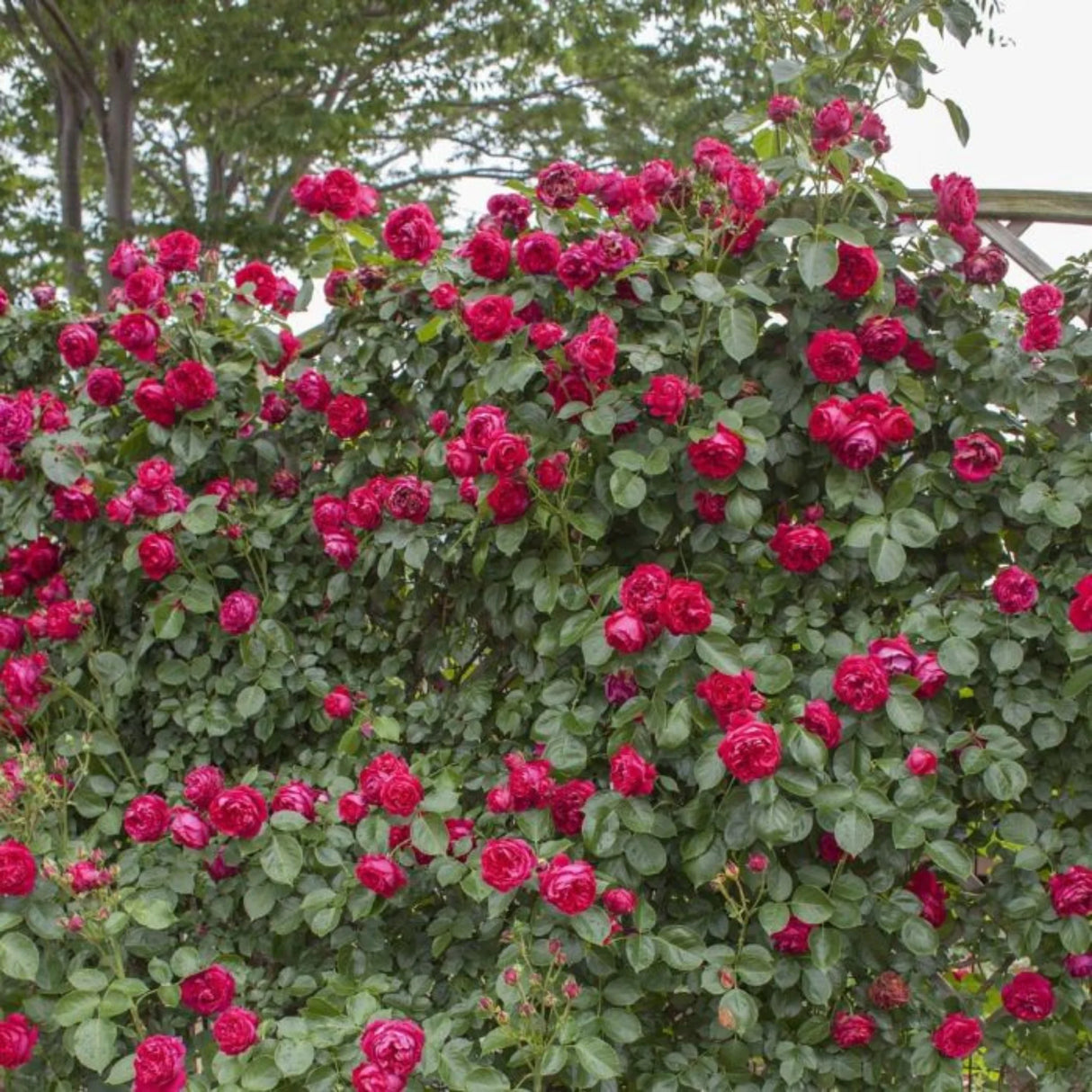 trandafiri cataratori 1905