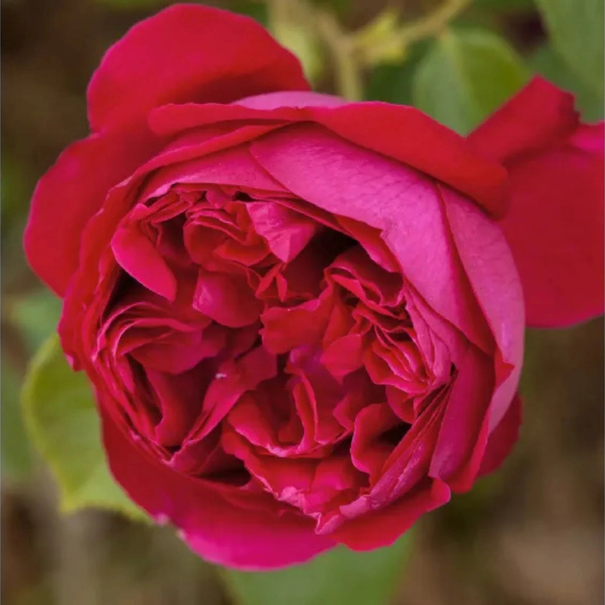 trandafiri cataratori 1907