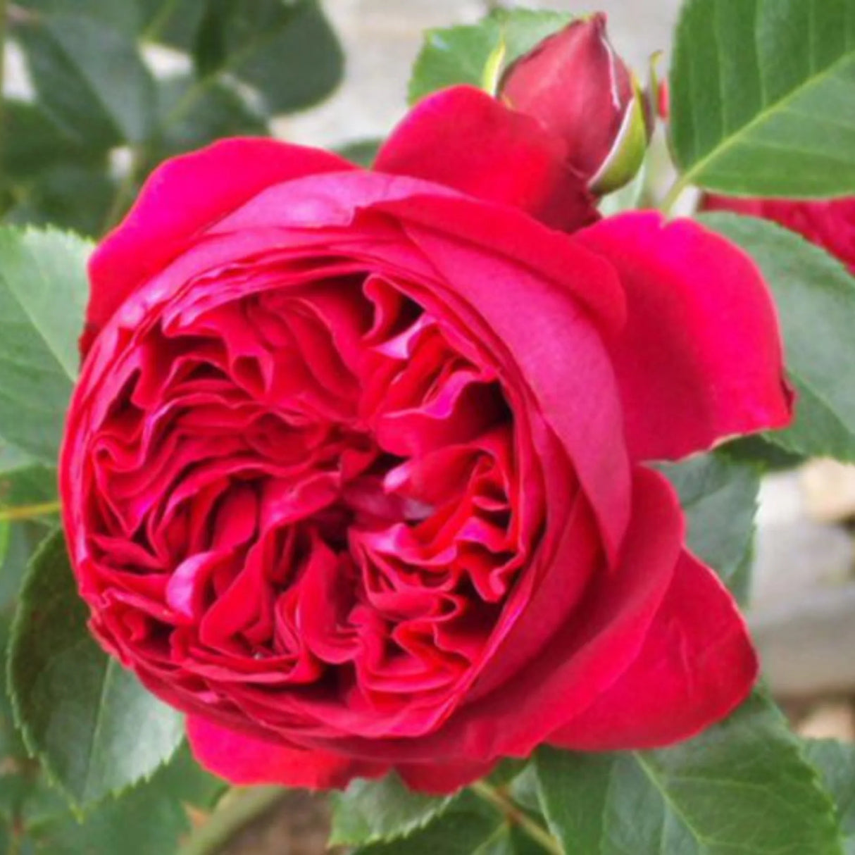 trandafiri cataratori 1908