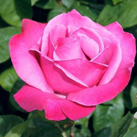 trandafiri teahibrid 10