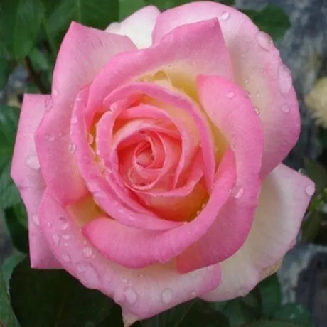 trandafiri teahibrid 13