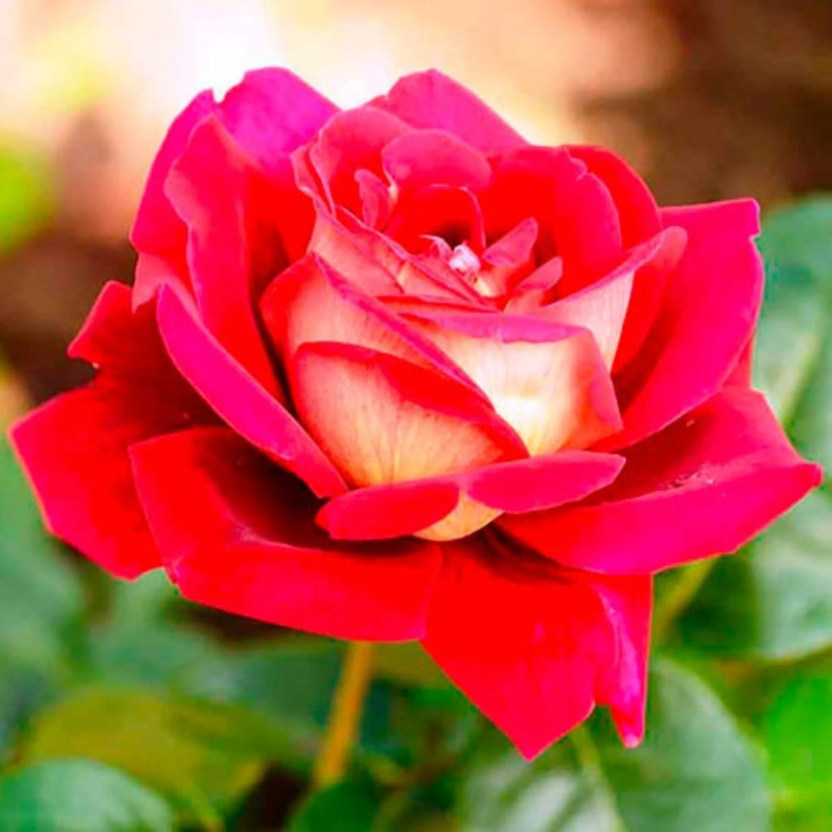 trandafiri teahibrid 7