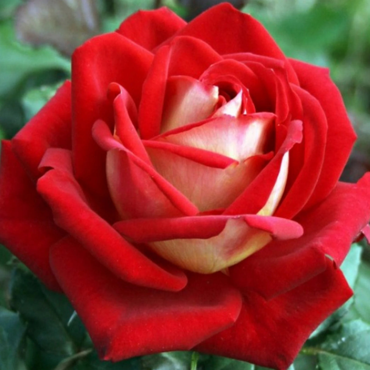 trandafiri teahibrid 9