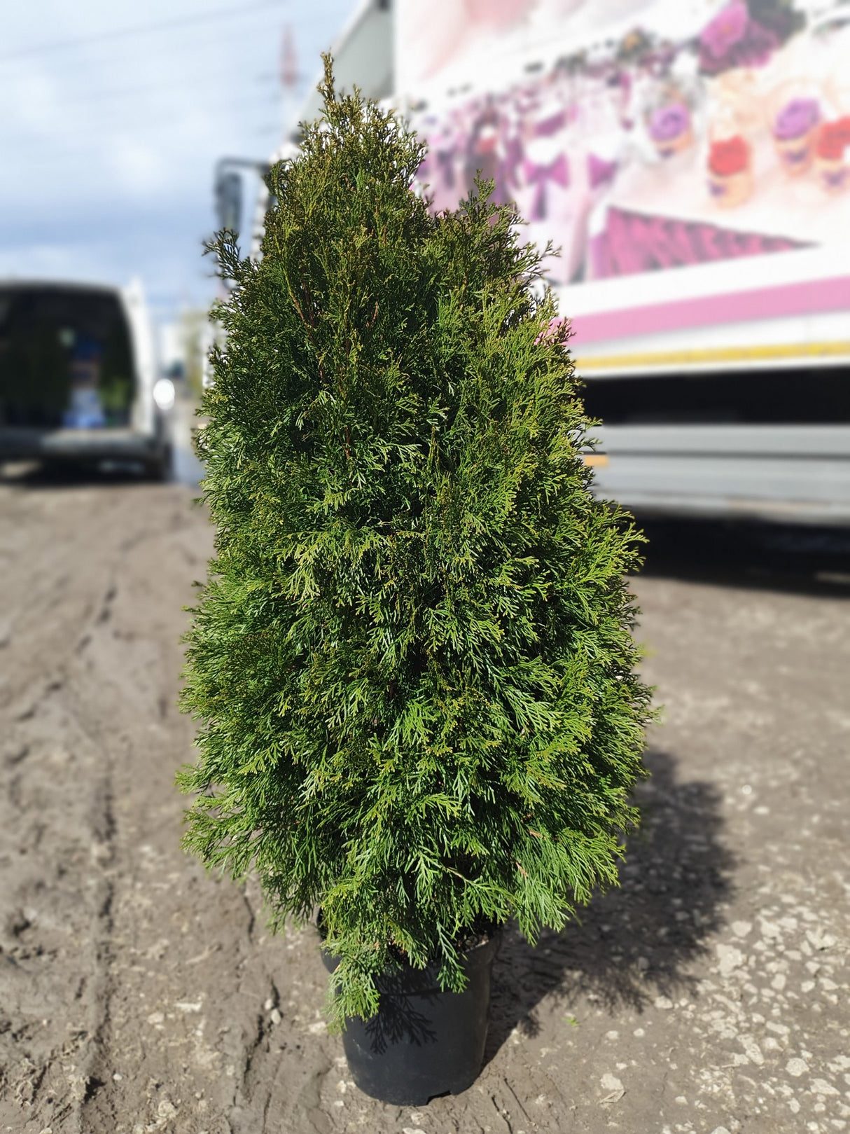 Tuia Smaragd la Ghiveci de 2 litri, 1 Bucata