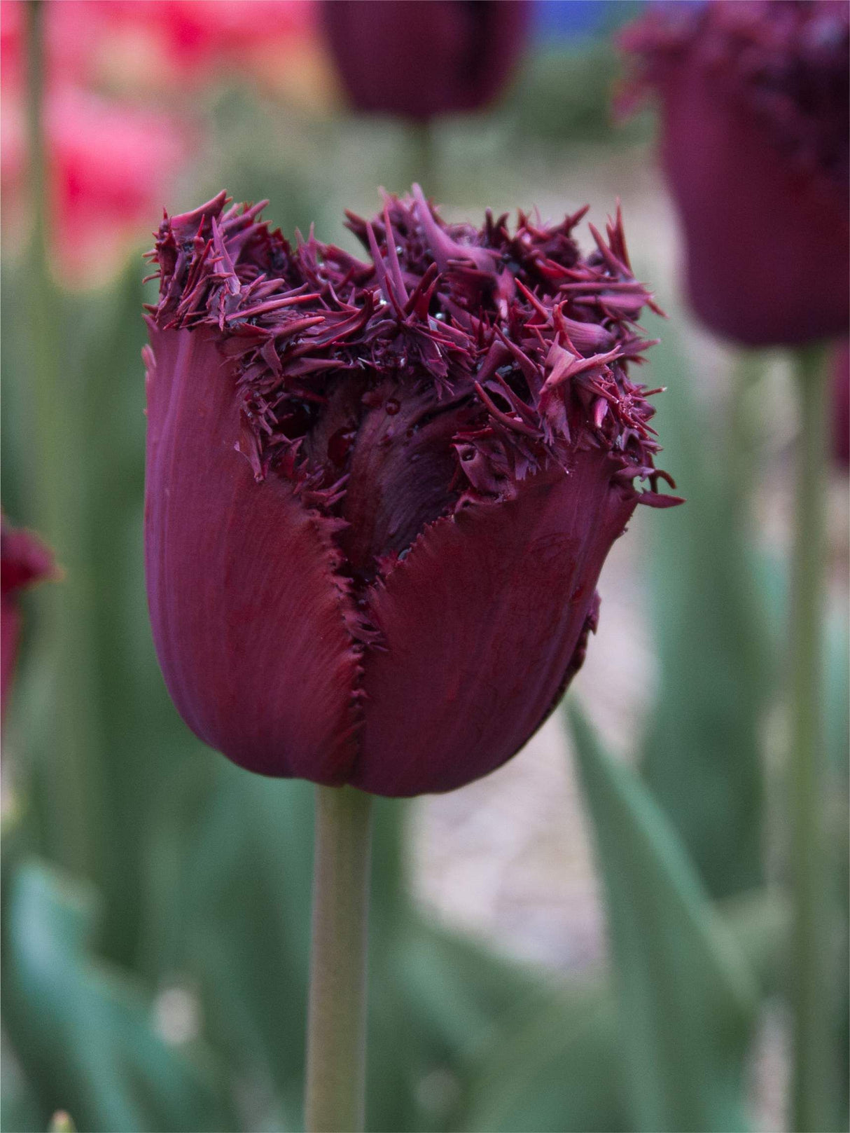 Bulbi de Lalele - Labrador - 5 buc